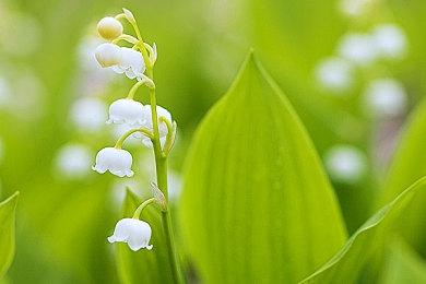 NCSoft注册新域名 或为索尼《地平线》网游做准备